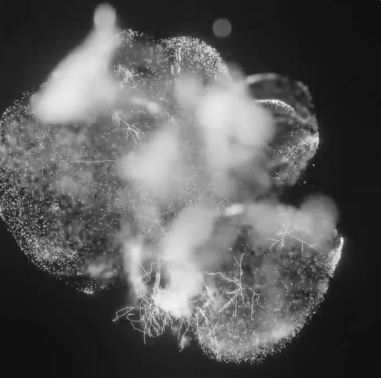 Blender-rendered neurons